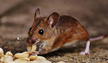 24 Hour & Emergency Exterminators in Degray, SD